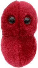 foto Ang�na (Streptococcus)